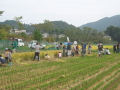 2013収穫祭04